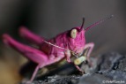 Zeldzame roze sprinkhaan gespot in Zelzate