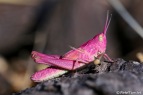 Zeldzame roze sprinkhaan gespot in Zelzate