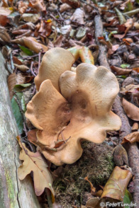 Ongesteelde krulzoom